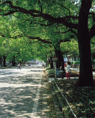 県庁楠並木の写真