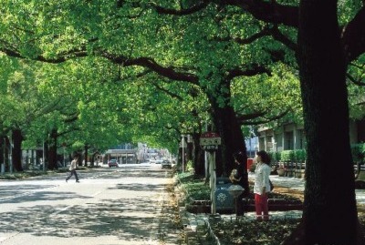県庁楠並木と通りの写真